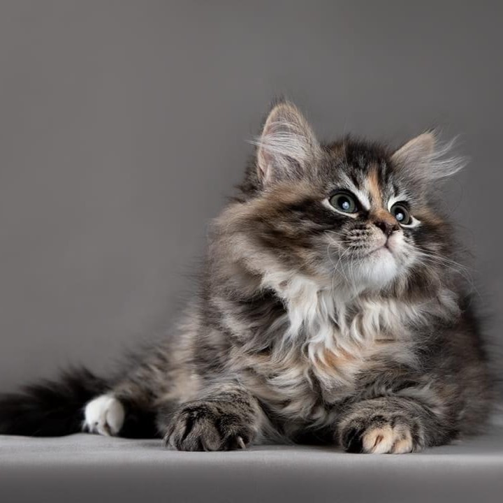 Healthy Siberian kittens for sale